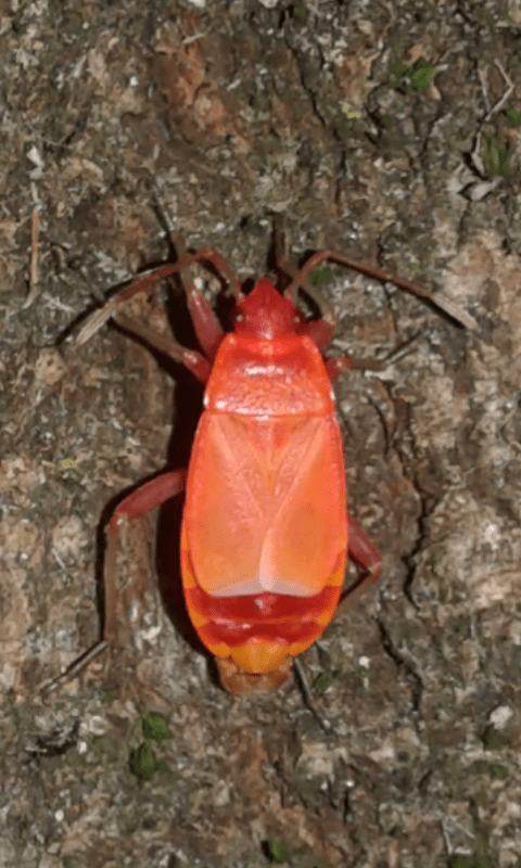 Pyrrhocoridae : Pyrrhocoris apterus fresco di muta